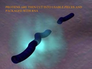 PROTIENS ARE THEN CUT INTO USABLE PIECES AND
PACKAGED WITH RNA
 