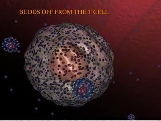 BUDDS OFF FROM THE T CELL
 