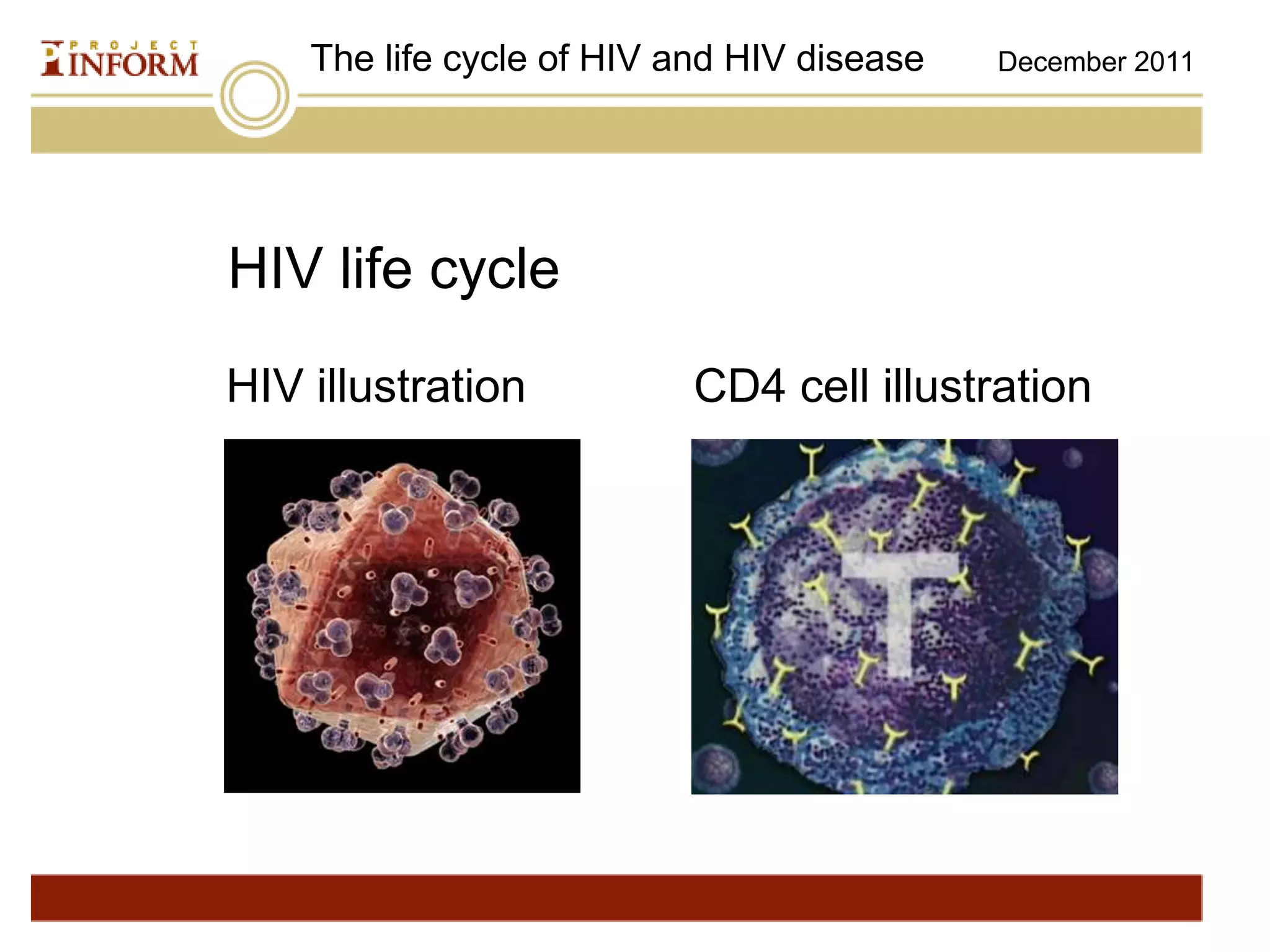 Hiv Lifecycle | PPTX