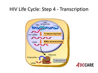 Hiv life cycle and immune system basics presentation - tacp 4 18 2013 ...