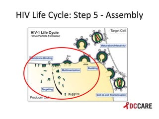 Hiv life cycle and immune system basics presentation - tacp 4 18 2013 ...