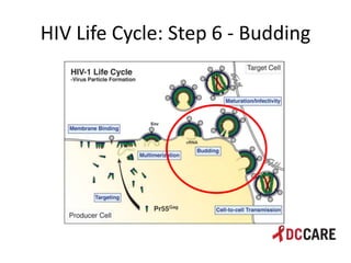 Hiv life cycle and immune system basics presentation - tacp 4 18 2013 ...