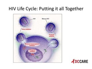 Hiv life cycle and immune system basics presentation - tacp 4 18 2013 ...