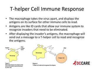 Hiv life cycle and immune system basics presentation - tacp 4 18 2013 ...