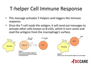 Hiv life cycle and immune system basics presentation - tacp 4 18 2013 ...