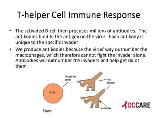 Hiv life cycle and immune system basics presentation - tacp 4 18 2013 ...