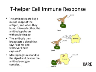 Hiv life cycle and immune system basics presentation - tacp 4 18 2013 ...