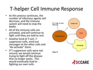 Hiv life cycle and immune system basics presentation - tacp 4 18 2013 ...