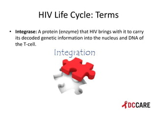 Hiv life cycle and immune system basics presentation - tacp 4 18 2013 ...