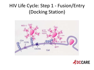 Hiv life cycle and immune system basics presentation - tacp 4 18 2013 ...