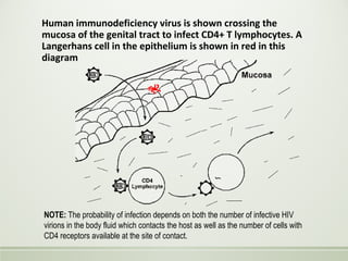 Human immunodeficiency virus is shown crossing the
mucosa of the genital tract to infect CD4+ T lymphocytes. A
Langerhans cell in the epithelium is shown in red in this
diagram
NOTE: The probability of infection depends on both the number of infective HIV
virions in the body fluid which contacts the host as well as the number of cells with
CD4 receptors available at the site of contact.
 