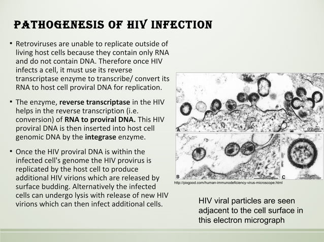 HIV pathology sufia husain 2017 | PPT