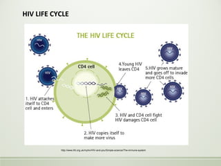 HIV LIFE CYCLE
http://www.tht.org.uk/myhiv/HIV-and-you/Simple-science/The-immune-system
 