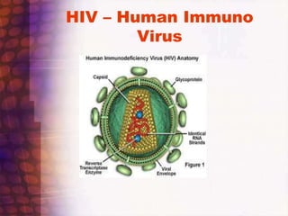HIV – Human Immuno
Virus
 