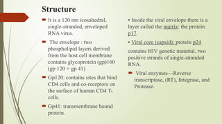 Structure
 It is a 120 nm icosahedral,
single-stranded, enveloped
RNA virus.
 The envelope : two
phospholipid layers derived
from the host cell membrane
contains glycoprotein (gp)160
(gp 120 + gp 41)
 Gp120: contains sites that bind
CD4 cells and co-receptors on
the surface of human CD4 T-
cells.
 Gp41: transmembrane bound
protein.
• Inside the viral envelope there is a
layer called the matrix: the protein
p17.
• Viral core (capsid): protein p24
contains HIV genetic material, two
positive strands of single-stranded
RNA.
 Viral enzymes—Reverse
transcriptase, (RT), Integrase, and
Protease.
 