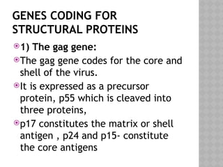 GENES CODING FOR
STRUCTURAL PROTEINS
1) The gag gene:
The gag gene codes for the core and
shell of the virus.
It is expressed as a precursor
protein, p55 which is cleaved into
three proteins,
p17 constitutes the matrix or shell
antigen , p24 and p15- constitute
the core antigens
 