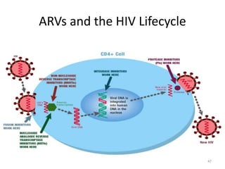 ARVs and the HIV Lifecycle 
47 
 