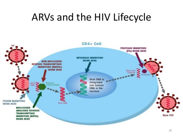 Nevirapine Hiv Pregnancy