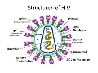 Structuren of HIV
• `
 