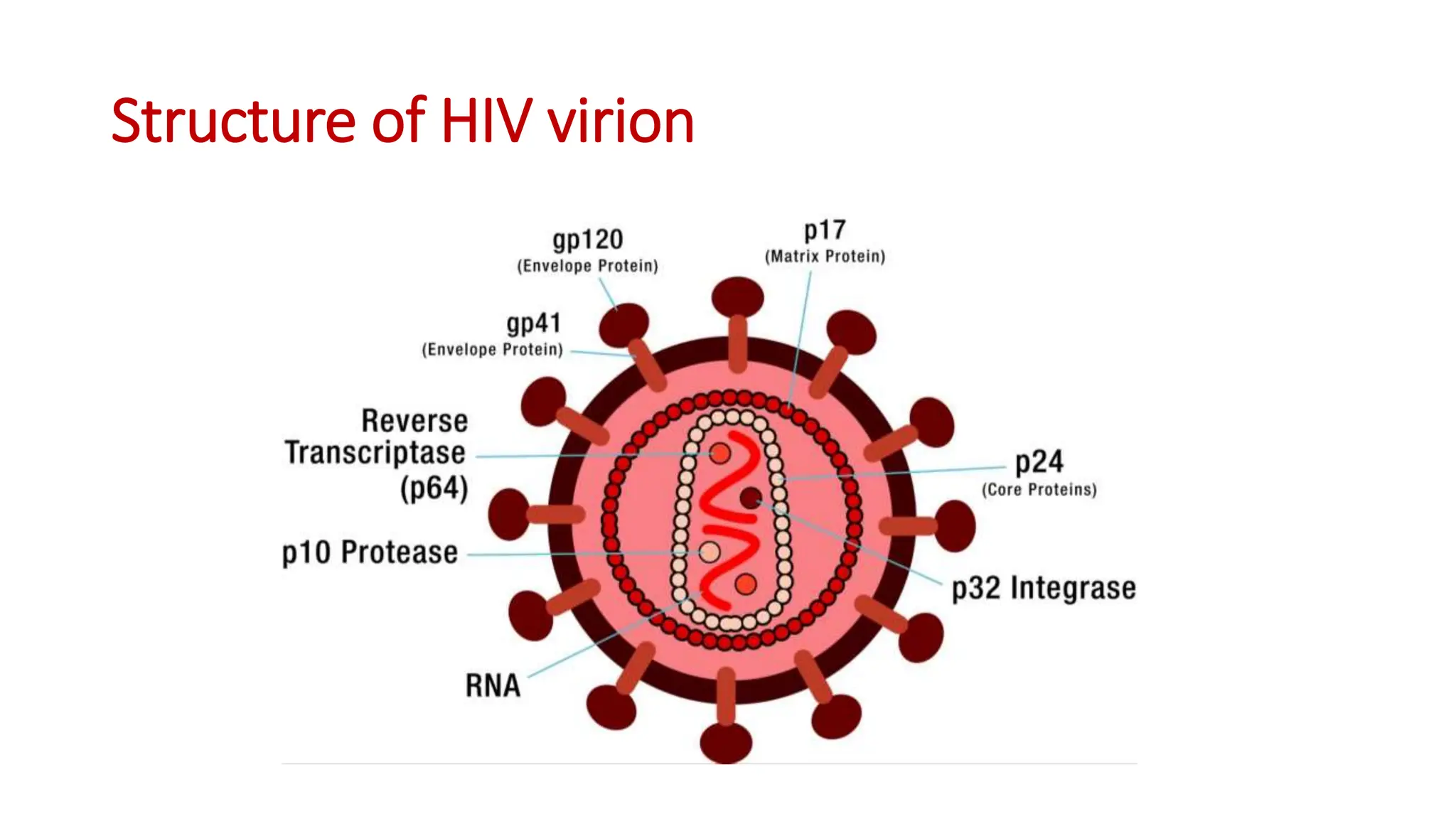 Structure of HIV virion
 