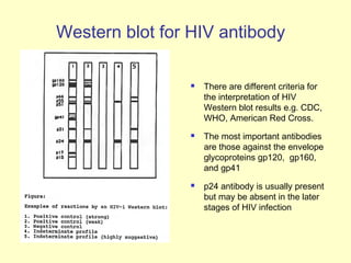Western blot for HIV antibody
 There are different criteria for
the interpretation of HIV
Western blot results e.g. CDC,
WHO, American Red Cross.
 The most important antibodies
are those against the envelope
glycoproteins gp120, gp160,
and gp41
 p24 antibody is usually present
but may be absent in the later
stages of HIV infection
 