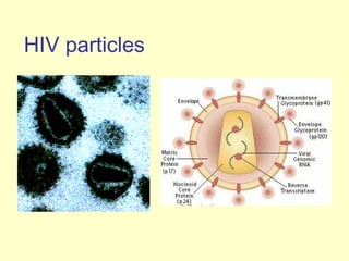 HIV particles
 
