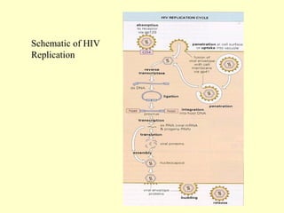 Schematic of HIV
Replication
 