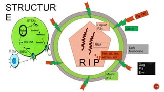 Hiv structure and epidemiology | PPT