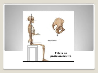 isquiones
Pelvis en
posición neutra
 