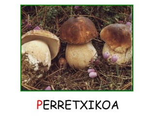 PERRETXIKOA 
 