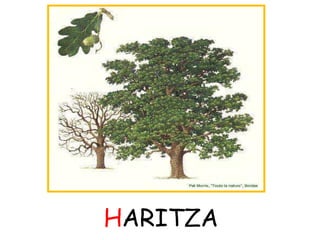 HARITZA 
 