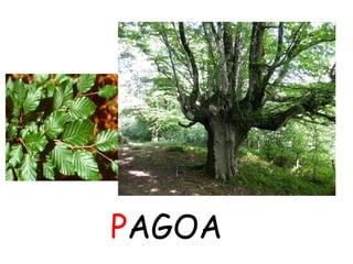 PAGOA 
 