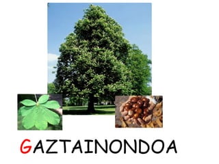 GAZTAINONDOA 
