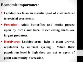 Economic importance:
 Lepidoptera form an essential part of most natural
terrestrial ecosystems.
 Predation: Adult butterflies and moths preyed
upon by birds and bats. Insect eating birds are
largest predators.
 Herbivores: Lepidopteron help in plant growth
regulation by nutrient cycling . When their
population level is high they can act as agent of
plant community succession.
 