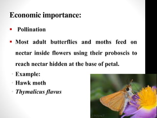 Economic importance:
 Pollination
 Most adult butterflies and moths feed on
nectar inside flowers using their proboscis to
reach nectar hidden at the base of petal.
• Example:
• Hawk moth
• Thymalicus flavus
 