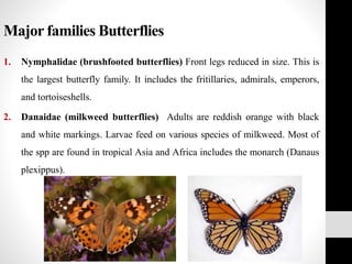 Major families Butterflies
1. Nymphalidae (brushfooted butterflies) Front legs reduced in size. This is
the largest butterfly family. It includes the fritillaries, admirals, emperors,
and tortoiseshells.
2. Danaidae (milkweed butterflies) Adults are reddish orange with black
and white markings. Larvae feed on various species of milkweed. Most of
the spp are found in tropical Asia and Africa includes the monarch (Danaus
plexippus).
 