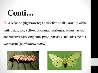 Conti…
4. Arctiidae (tigermoths) Distinctive adults, usually white
with black, red, yellow, or orange markings. Many larvae
are covered with long hairs (woollybears). Includes the fall
webworm (Hyphantria cunea).
 