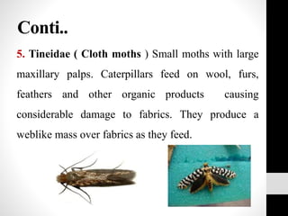 Conti..
5. Tineidae ( Cloth moths ) Small moths with large
maxillary palps. Caterpillars feed on wool, furs,
feathers and other organic products causing
considerable damage to fabrics. They produce a
weblike mass over fabrics as they feed.
 