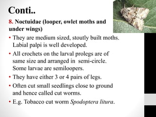 Conti..
8. Noctuidae (looper, owlet moths and
under wings)
• They are medium sized, stoutly built moths.
Labial palpi is well developed.
• All crochets on the larval prolegs are of
same size and arranged in semi-circle.
Some larvae are semiloopers.
• They have either 3 or 4 pairs of legs.
• Often cut small seedlings close to ground
and hence called cut worms.
• E.g. Tobacco cut worm Spodoptera litura.
 