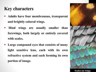 Key characters
 Adults have four membranous, transparent
and brightly colored wings.
 Hind wings are usually smaller than
forewings, both largely or entirely covered
with scales.
 Large compound eyes that consists of many
light sensitive lens, each with its own
refractive system and each forming its own
portion of image.
Scales on wings
 