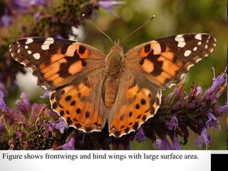 Figure shows frontwings and hind wings with large surface area.
 