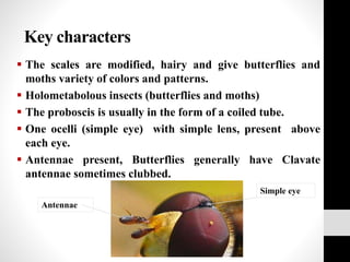 .
 The scales are modified, hairy and give butterflies and
moths variety of colors and patterns.
 Holometabolous insects (butterflies and moths)
 The proboscis is usually in the form of a coiled tube.
 One ocelli (simple eye) with simple lens, present above
each eye.
 Antennae present, Butterflies generally have Clavate
antennae sometimes clubbed.
Key characters
Simple eye
Antennae
 