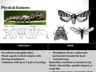 Physical features
Immature Adult
•Eruciform (caterpillar-like).
•Head capsule well-developed, with
chewing mouthparts.
•Abdomen with up to 5 pairs of prologs.
• Mouthparts form a coiled tube
(proboscis) beneath the head
• Antennal type:
Butterflies: knobbed or hooked at tip
Moths: thread-like, spindle-shaped, or
comb-like
 
