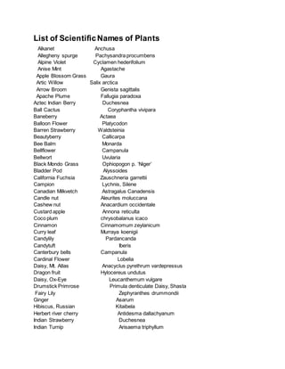 List of Scientific Names of Plants 
Alkanet Anchusa 
Allegheny spurge Pachysandra procumbens 
Alpine Violet Cyclamen hederifolium 
Anise Mint Agastache 
Apple Blossom Grass Gaura 
Artic Willow Salix arctica 
Arrow Broom Genista sagittalis 
Apache Plume Fallugia paradoxa 
Aztec Indian Berry Duchesnea 
Ball Cactus Coryphantha vivipara 
Baneberry Actaea 
Balloon Flower Platycodon 
Barren Strawberry Waldsteinia 
Beautyberry Callicarpa 
Bee Balm Monarda 
Bellflower Campanula 
Bellwort Uvularia 
Black Mondo Grass Ophiopogon p. ‘Niger’ 
Bladder Pod Alyssoides 
California Fuchsia Zauschneria garrettii 
Campion Lychnis, Silene 
Canadian Milkvetch Astragalus Canadensis 
Candle nut Aleurites moluccana 
Cashew nut Anacardium occidentale 
Custard apple Annona reticulta 
Coco plum chrysobalanus icaco 
Cinnamon Cinnamomum zeylanicum 
Curry leaf Murraya koenigii 
Candylily Pardancanda 
Candytuft Iberis 
Canterbury bells Campanula 
Cardinal Flower Lobelia 
Daisy, Mt. Atlas Anacyclus pyrethrum vardepressus 
Dragon fruit Hylocereus undutus 
Daisy, Ox-Eye Leucanthemum vulgare 
Drumstick Primrose Primula denticulate Daisy, Shasta 
Fairy Lily Zephyranthes drummondii 
Ginger Asarum 
Hibiscus, Russian Kitaibela 
Herbert river cherry Antidesma dallachyanum 
Indian Strawberry Duchesnea 
Indian Turnip Arisaema triphyllum 
 