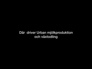 Där driver Urban mjölkproduktion
och växtodling
 