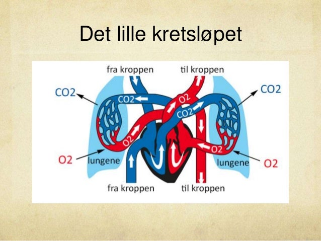 Hjertet