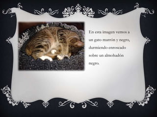 En esta imagen vemos a
un gato marrón y negro,
durmiendo enroscado
sobre un almohadón
negro.
 