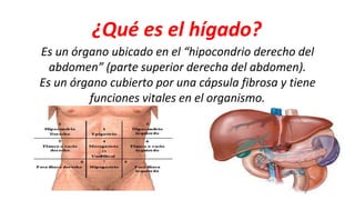 Es un órgano ubicado en el “hipocondrio derecho del
abdomen” (parte superior derecha del abdomen).
Es un órgano cubierto por una cápsula fibrosa y tiene
funciones vitales en el organismo.
¿Qué es el hígado?
 