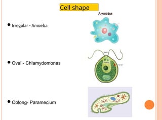 Grade_6_Cell : Functional unit of life.pptx