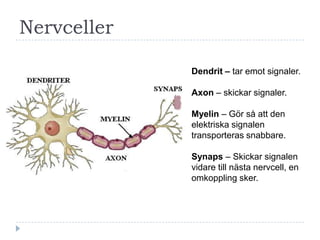 Nervceller

             Dendrit – tar emot signaler.

             Axon – skickar signaler.

             Myelin – Gör så att den
             elektriska signalen
             transporteras snabbare.

             Synaps – Skickar signalen
             vidare till nästa nervcell, en
             omkoppling sker.
 